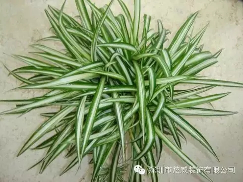 新房裝修甲醛怎么去除？來這里看多種有效方法