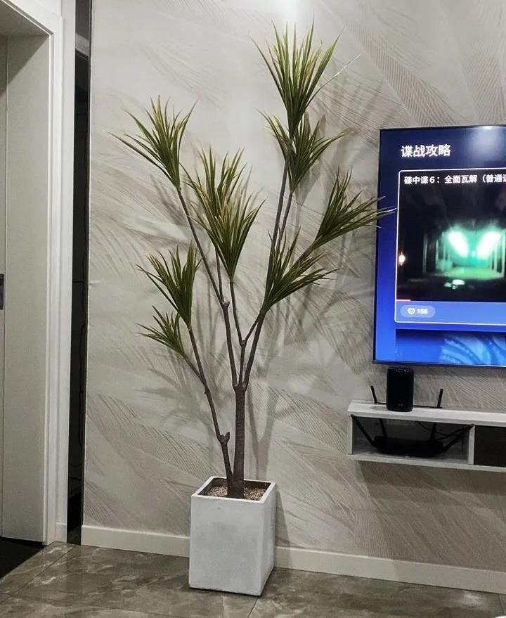家庭裝修中10種提升室內(nèi)美感的綠植品種