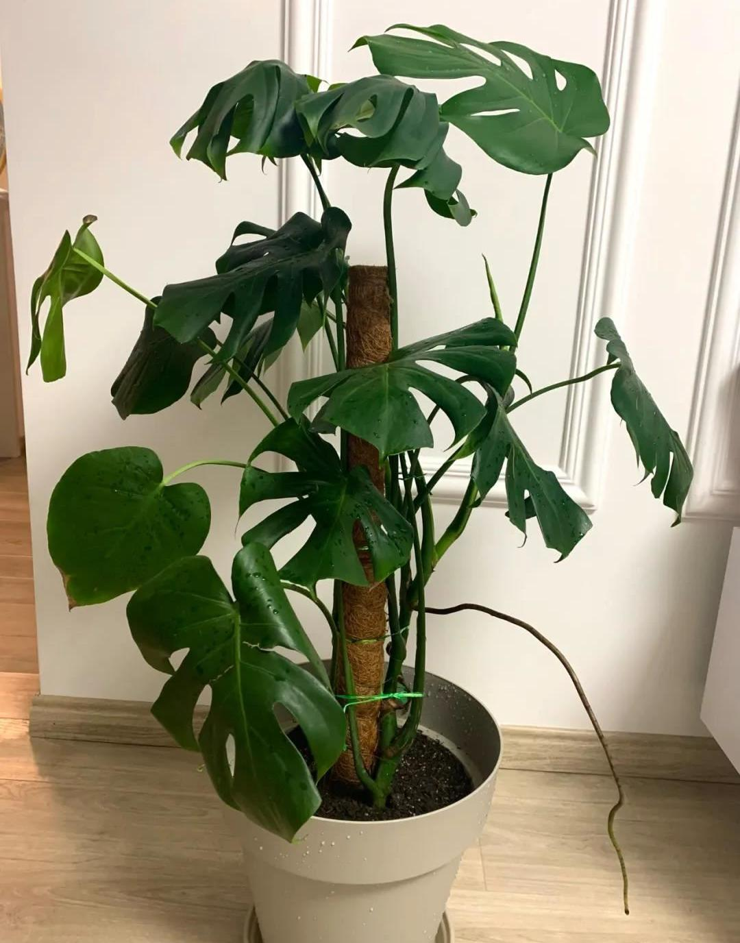 家庭裝修中10種提升室內(nèi)美感的綠植品種