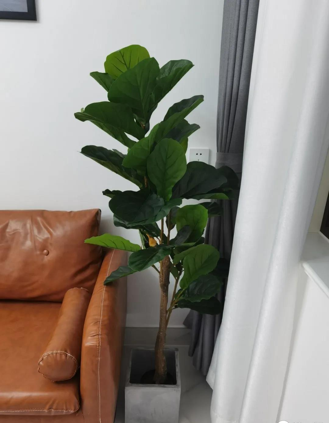 家庭裝修中提升室內(nèi)美感的10種綠植