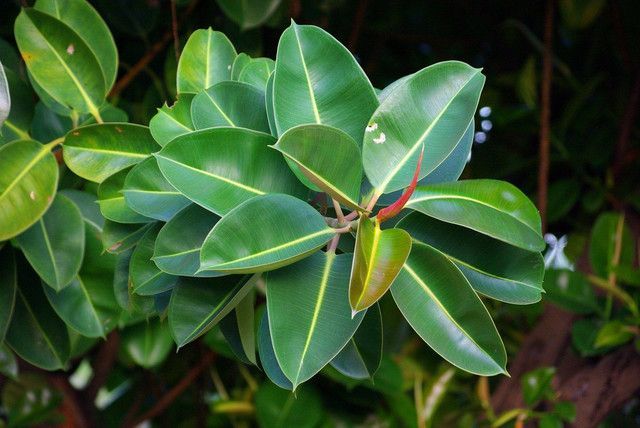 坪山裝修公司分享室內(nèi)空氣凈化較強(qiáng)的植物