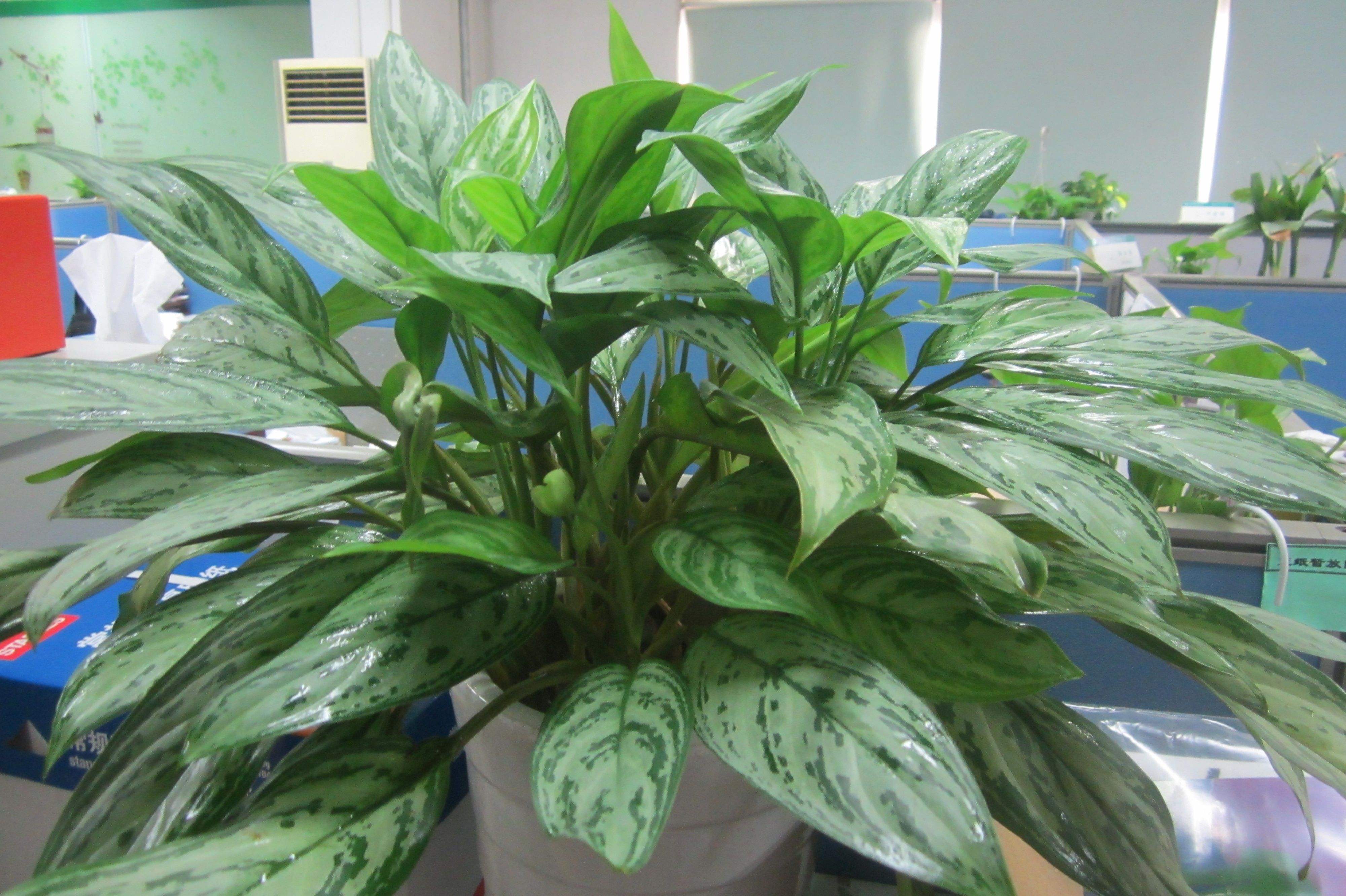 坪山裝修公司分享室內(nèi)空氣凈化較強(qiáng)的植物