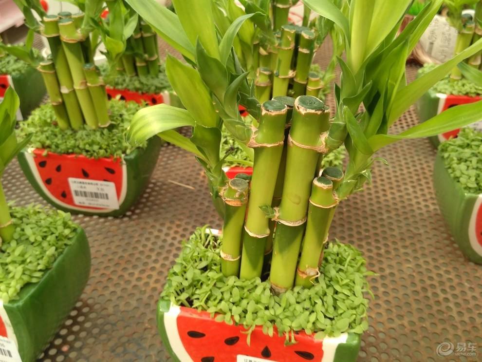 坪山裝修公司分享室內(nèi)空氣凈化較強(qiáng)的植物