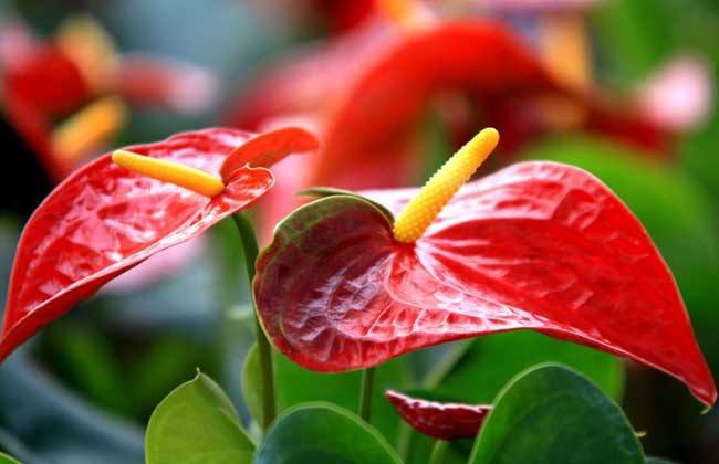 坪山裝修公司分享室內(nèi)空氣凈化較強(qiáng)的植物