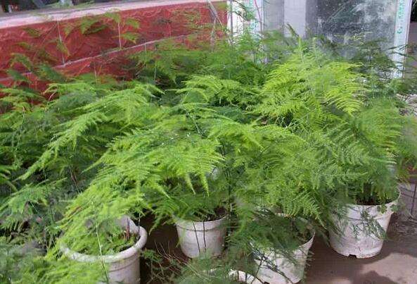 坪山裝修公司分享室內(nèi)空氣凈化較強(qiáng)的植物