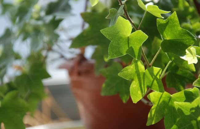 坪山裝修公司分享室內(nèi)空氣凈化較強(qiáng)的植物